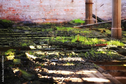 Fresh green plants growing on the ground of burnt building