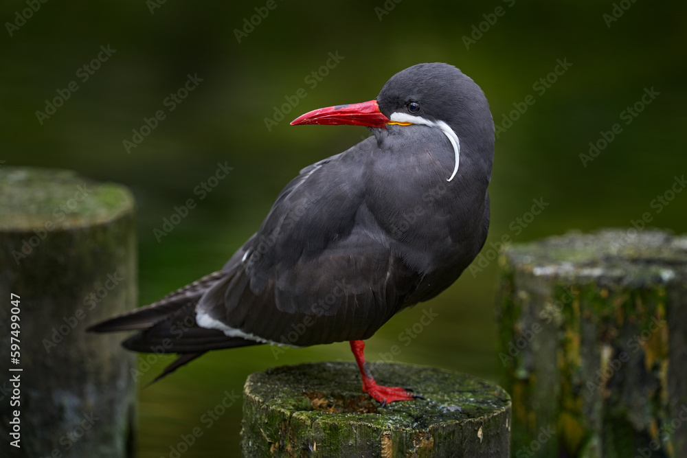 Naklejka premium Black Inca Tern with red bill, Peru. Inca Tern, Larosterna inca, bird on the tree branch on Peruvian coast. Bird in the nature sea forest habitat. Wildlife scene from nature.