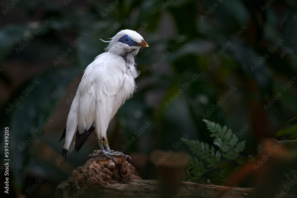 Leucopsar rothschildi, Rothschild's Mynah, at Bali, Idonesia, Asia. Animal in nature habitat. Rare Bird sitting on the branch. Clear forest in background. Wildlife scene from nature. White Mynah. Leucopsar rothschildi, Rothschild's Mynah, at Bali, Idonesia, Asia. Animal in nature habitat. Rare Bird sitting on the branch. Clear forest in background. Wildlife scene from nature. White Mynah.