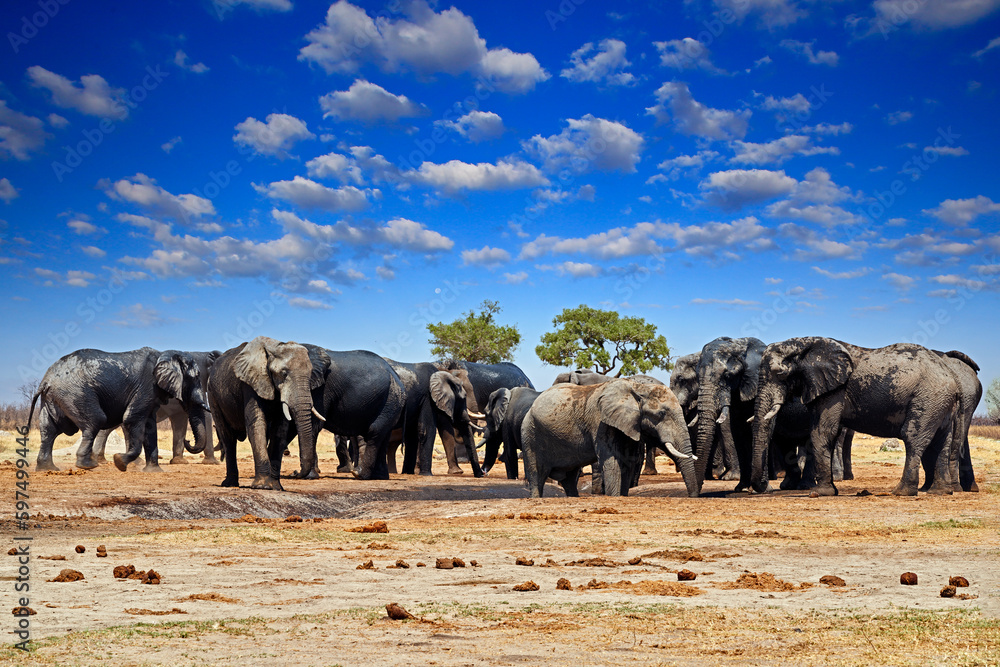 Fototapeta premium African elephant, Savuti, Chobe NP in Botswana. Wildlife scene from nature, elephant in habitat, Africa. Elepahnt herd group near the water hole, blue sky with clouds.