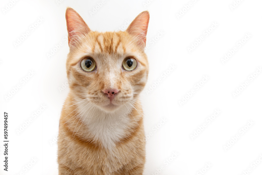 Portrait ginger orange cat looking at camera. Isolated on white background