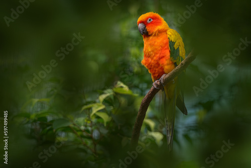 Sun parakeet conure, Aratinga solstitialis, red orange parrot native in Venezueala and Guana, northeastern South America. Aratinga sitting in the green vegetation. Wildlife nature.