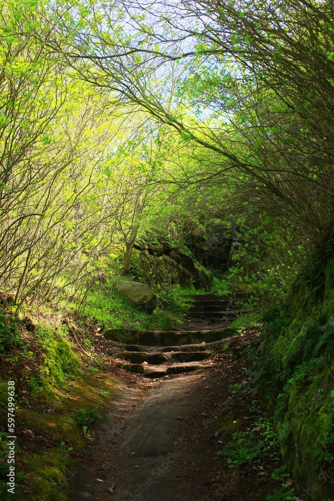 Dark and mysterious forest path with stone steps Dark and mysterious forest path with stone steps