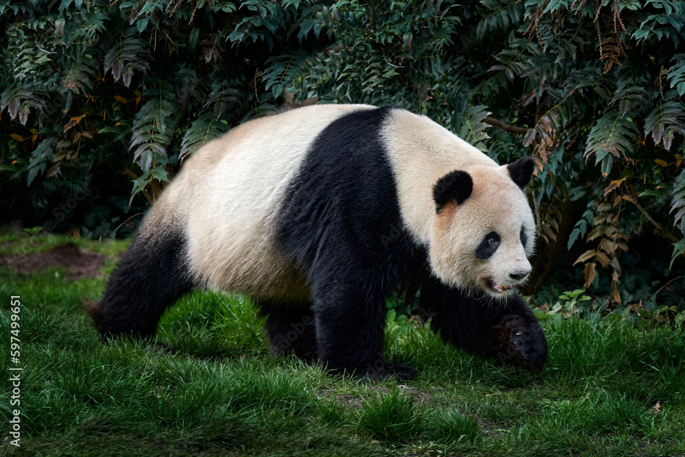 Fototapeta premium Panda walk in green forest vegetation. Wildlife scene from China nature. Portrait of Giant Panda feeding on bamboo tree in forest. Cute black and white bear with smile. Funny image from Asian nature.