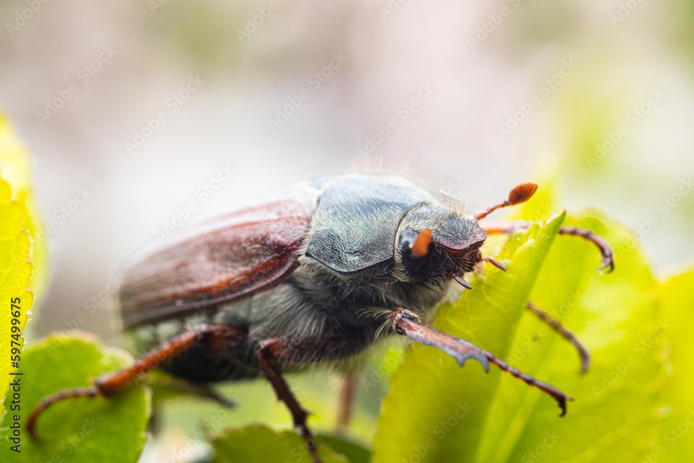 Photography of the beetle up close. May beetle macro. Beetle. (Melolontha melolontha). Photography of the beetle up close. May beetle macro. Beetle. (Melolontha melolontha).
