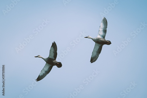 青空を自由に飛ぶペアの鳥達 photo