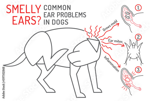 Ear mites, mold grow, inflammation. Common ear problems in dogs.