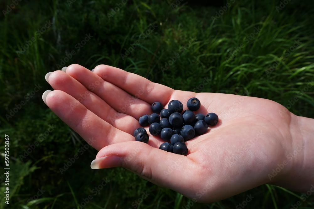 A woman's hand holds freshly picked blueberries from the forest. Concept of healthy diet, vitamins and lifestyle. Organic natural fruit. A woman's hand holds freshly picked blueberries from the forest. Concept of healthy diet, vitamins and lifestyle. Organic natural fruit.