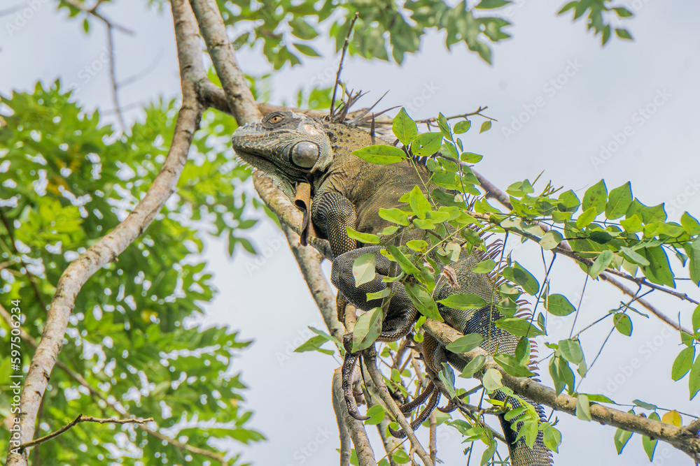 Iguane accroché sur une branche Iguane accroché sur une branche