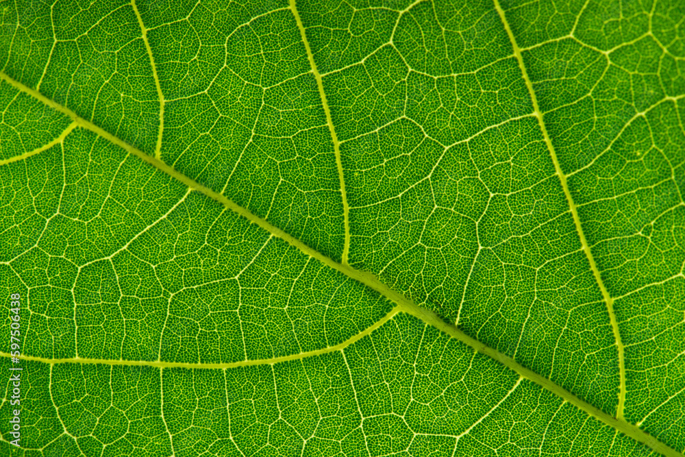 green leaf texture closeup macro green leaf texture closeup macro