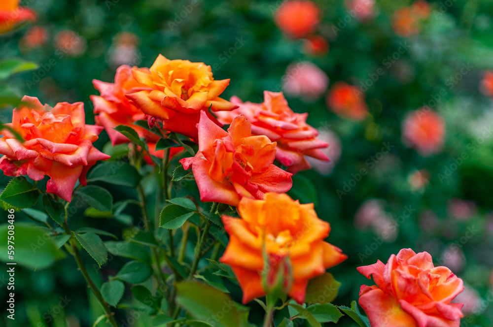 Bush of orange roses, selective focus 