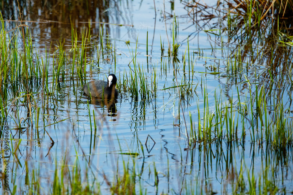 Coots are fighting in the water Coots are fighting in the water