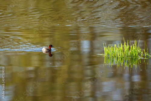 A Little Grebe in the swamps 