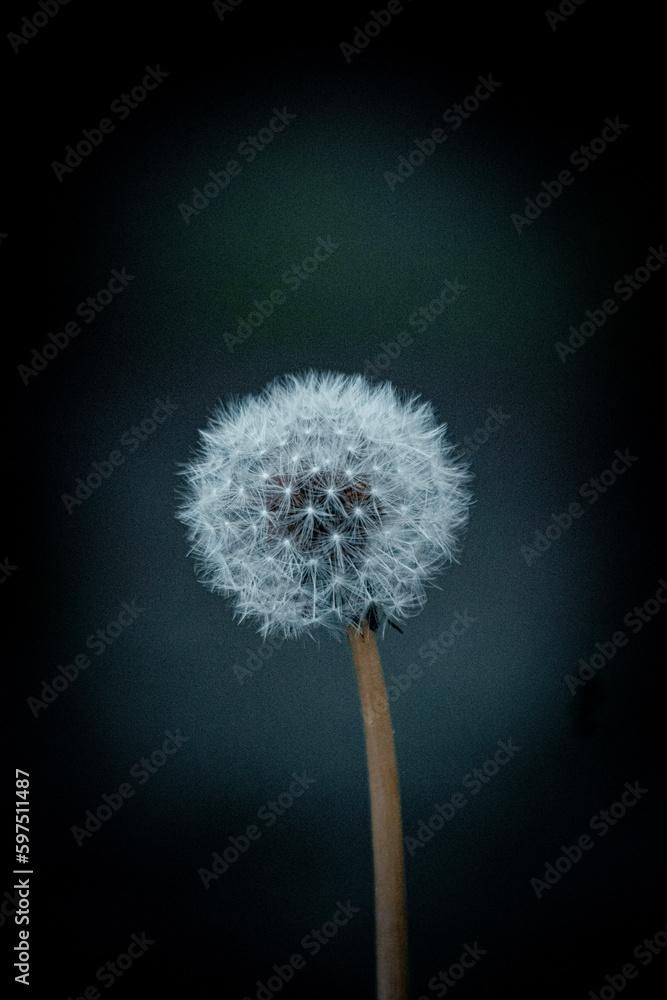 Obraz premium dandelion head