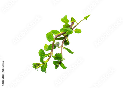 Wallpaper Mural Minze isoliert Torontodigital.ca