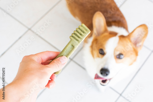 Photography Dog dental care concept. Dental treats for dogs. Dog products