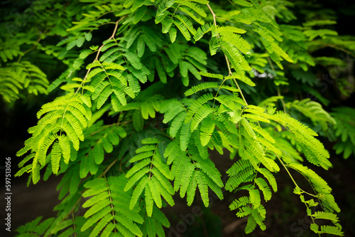 Colorful leaves or red leaf of sensitive plant in nature forest Mimosa invisa - sleepy plant. Mimosa pudica  Sensitive Plant  background. mimosa pudica sensitive plant. for use background  wallpaper