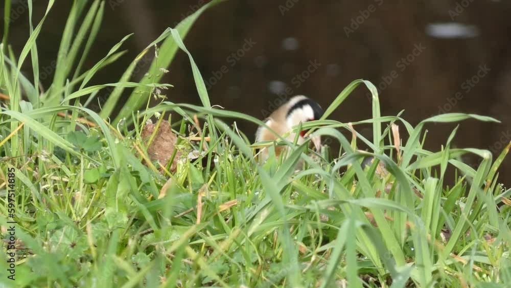 A single goldfinch or carduelis carduelis seeks food from tree seeds fallen to the ground, Isolated on natural background. A single goldfinch or carduelis carduelis seeks food from tree seeds fallen to the ground, Isolated on natural background.