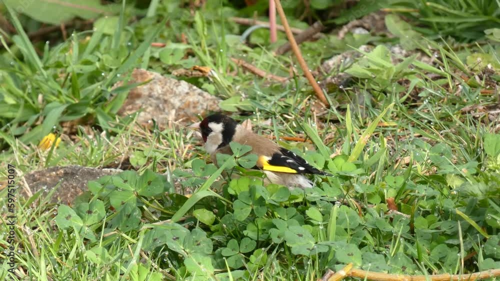 A single goldfinch or carduelis carduelis seeks food from tree seeds fallen to the ground, Isolated on natural background. A single goldfinch or carduelis carduelis seeks food from tree seeds fallen to the ground, Isolated on natural background.