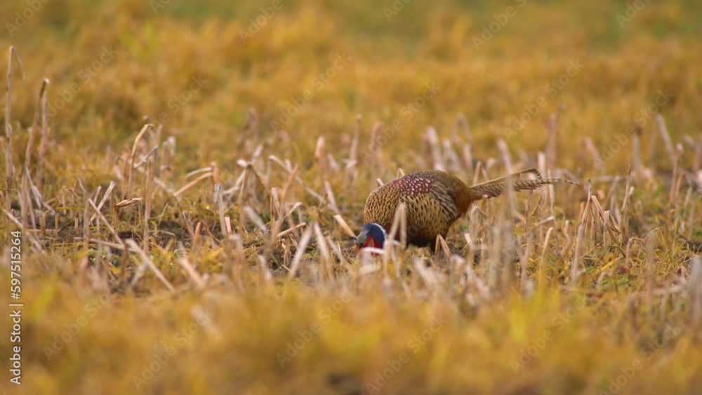 one male pheasant courting in a meadow in the morning one male pheasant courting in a meadow in the morning