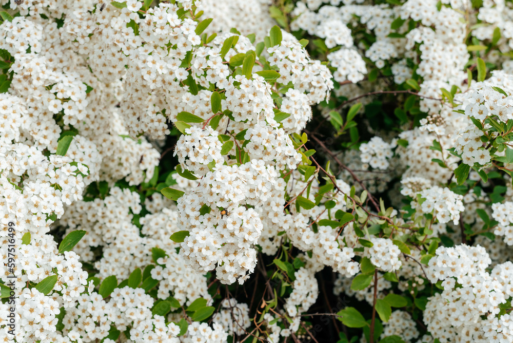 Spiraea vanhuttei flowers close up. Bride bush, beautiful white flowers. Spiraea vanhuttei flowers close up. Bride bush, beautiful white flowers.