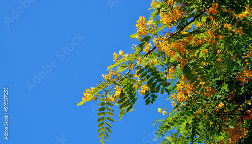 Peltophorum africanum or African yellow flamboyant, weeping wattle tree branch with yellow flowers on a blue sky background.It is native to Africa south of the equator.Selective focus. photo