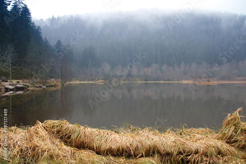 ruhiger See im Wald