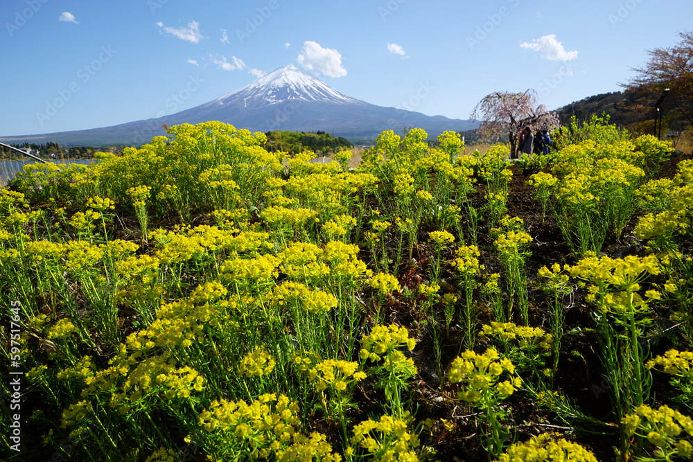 Yellow flower garden with beautiful Mount Fuji background during spring.