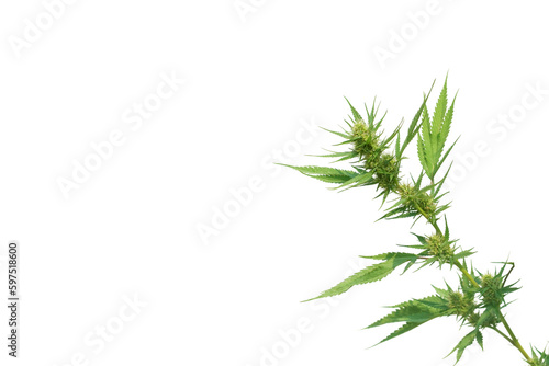 marijuana leaf, marijuana plant, marijuana flower white background © ปราณี จิรกิจเดโชกุล