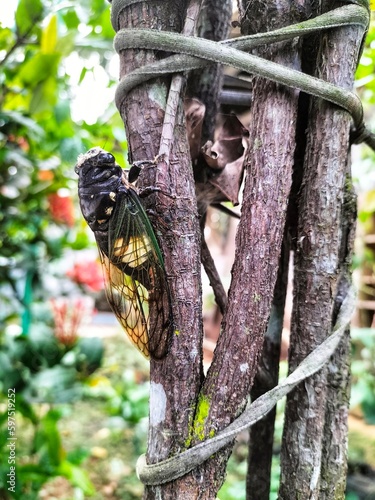 Cicada Insect, Cicada Macro, Cicada sitting on a branch in its natural habitat, side view. photo