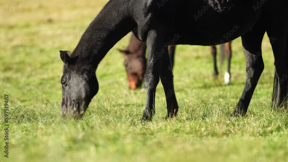 Wild horses grazing on grass on a ranch in America. Wild horses grazing on grass on a ranch in America.