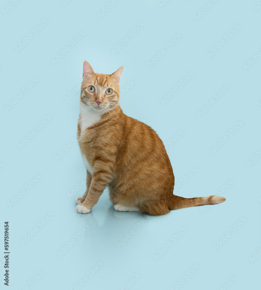 Portrait cute ginger orange cat sitting and looking at camera. Isolated on blue pastel background. Side view.