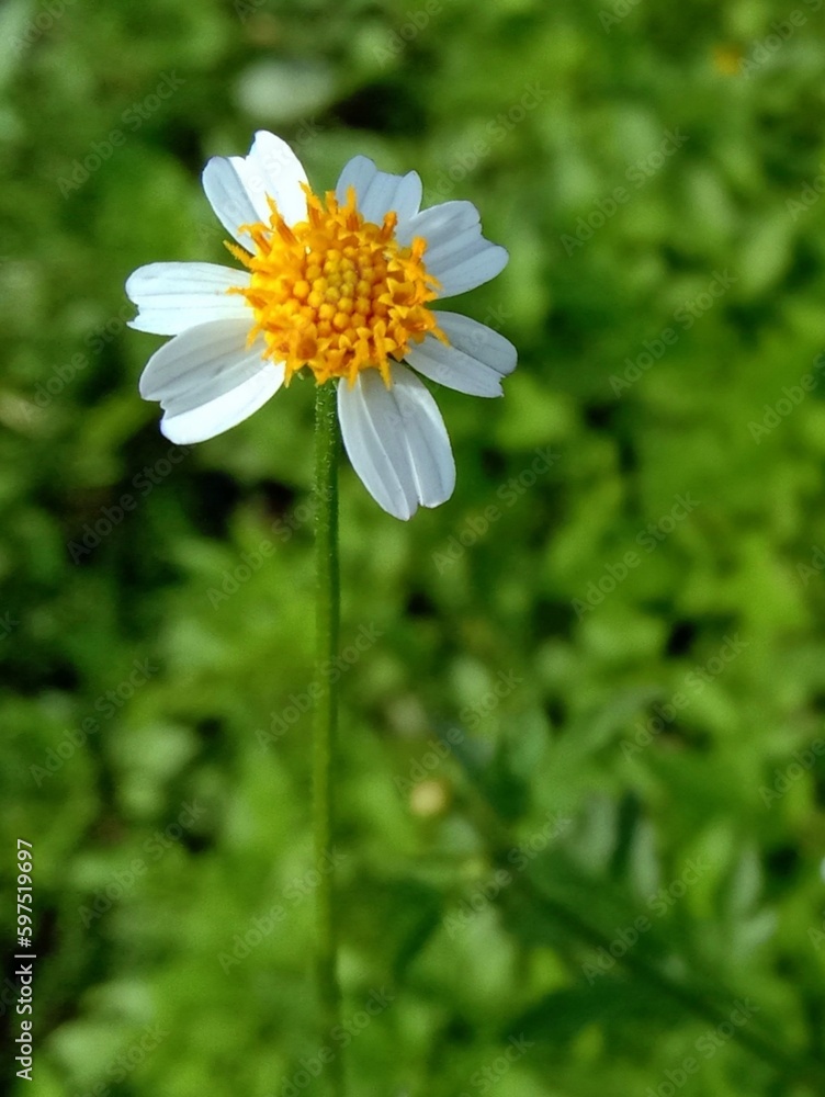 a photograph of a wild white daisy blooming in the green meadow a photograph of a wild white daisy blooming in the green meadow