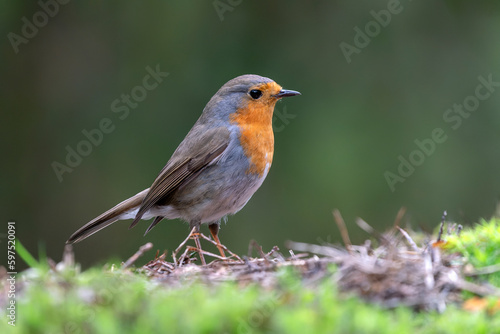  Robin (Erithacus rubecula) in the forest of Brabant Brabant in the Netherlands. 