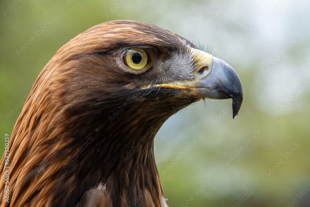Fototapeta premium Portrait von einem kasachischen Steppenadler