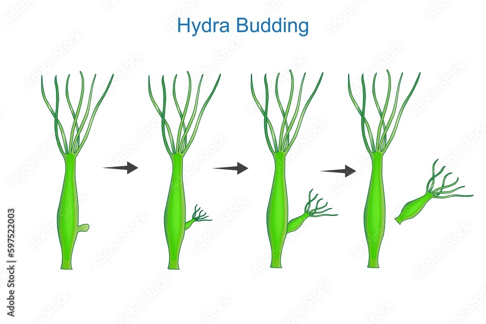 Science Of Hydra Budding Asexual Reproduction Of Hydra Educational