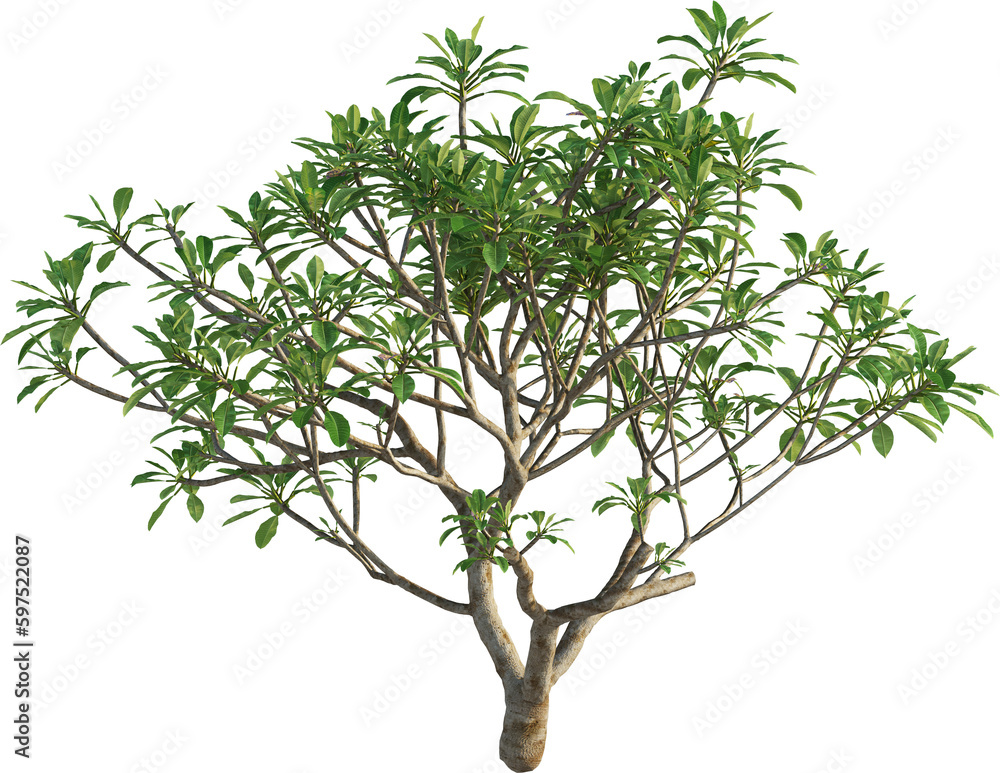 Side view of Plumeria Rubra Tree