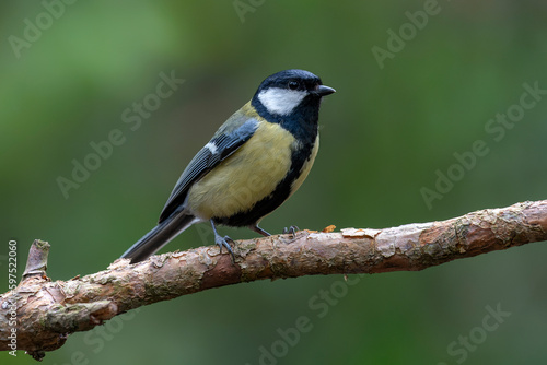 Great Tit (Parus major)  on a branch in a forest of Noord Brabant in the Netherlands.  © Albert Beukhof