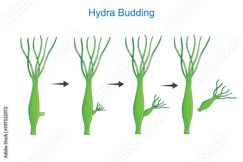 Science of Hydra Budding.Asexual reproduction of Hydra.Educational material for lesson of zoology. botany illustration.