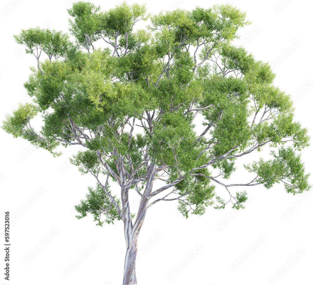 Side view of Eucalyptus Globulus Tree