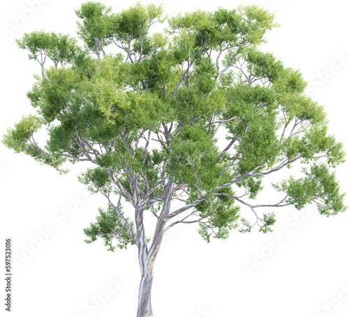 Side view of Eucalyptus Globulus Tree photo