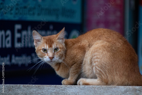 Portrait of an Aegean cat captured outdoors