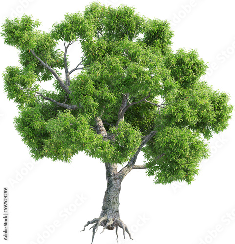 Side view of Corymbia Ficifolia Tree