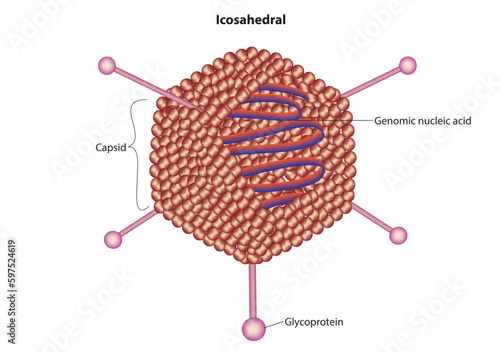 icosahedral virus
