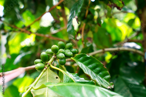 Bonin Islands, Ogasawara Islands, Northern limit coffee cherry