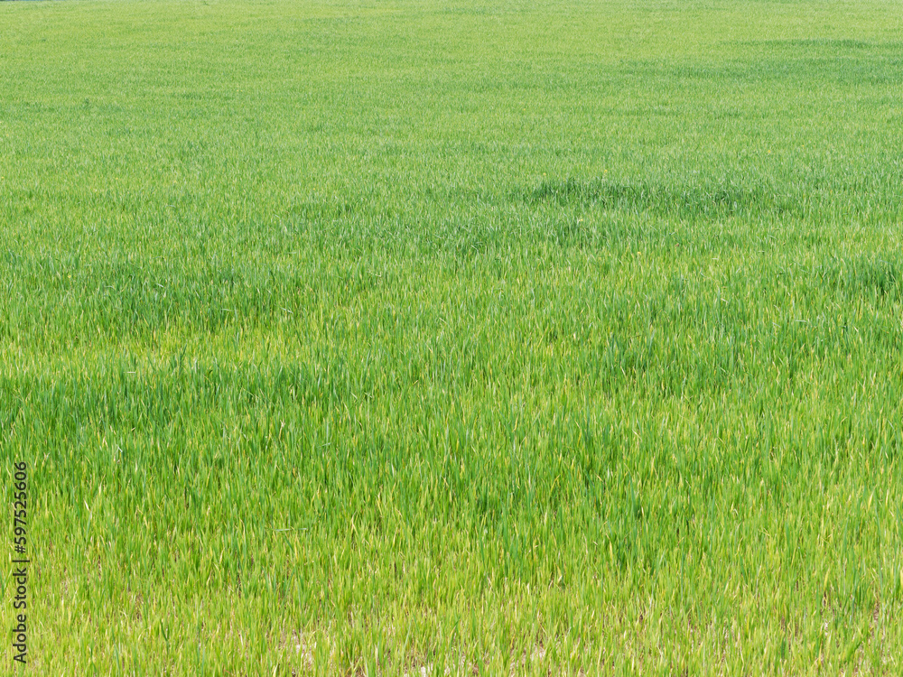 Growing wheat field, still young showing green color herbaceous texture Growing wheat field, still young showing green color herbaceous texture