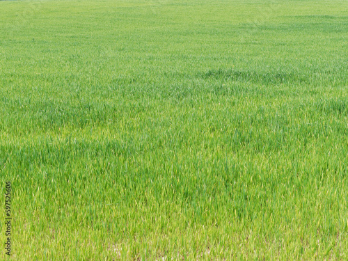 Growing wheat field, still young showing green color herbaceous texture