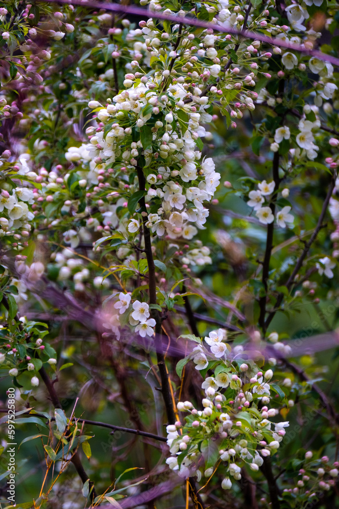 Prunus tree blossom pink and white Prunus tree blossom pink and white
