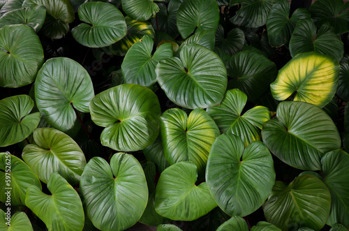 Group of Homalomena leaves heart shape designed beautiful backdrop in rainforest