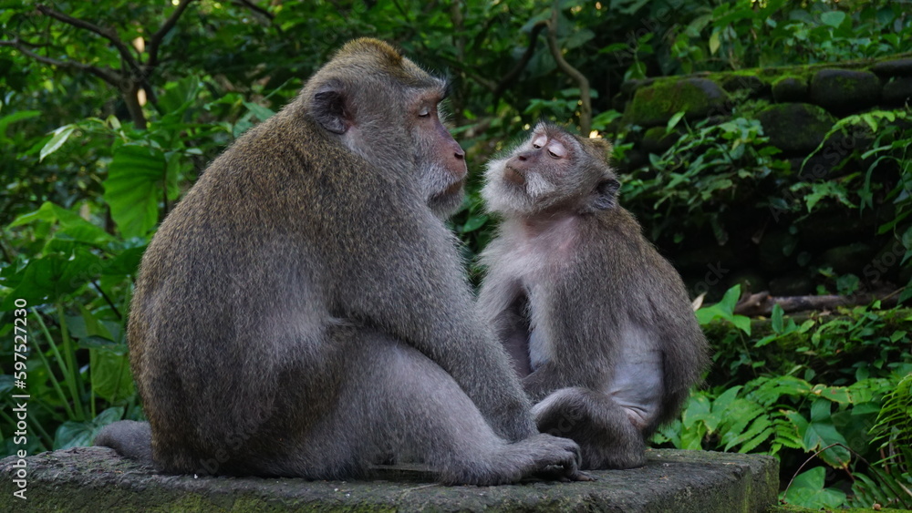 japanese macaque with baby japanese macaque with baby